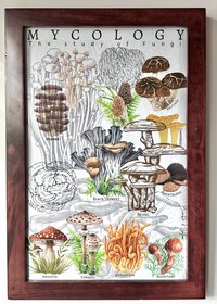 Mycology Poster 11x17