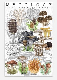 Mycology Poster 11x17