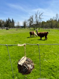 Boochie Ball || Bird Nesting Ball