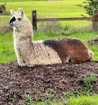 Llama Fiber in Bulk || 5lb & 10lb Pre-Boxed