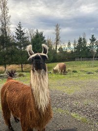 Llama Fiber in Bulk || 5lb & 10lb Pre-Boxed