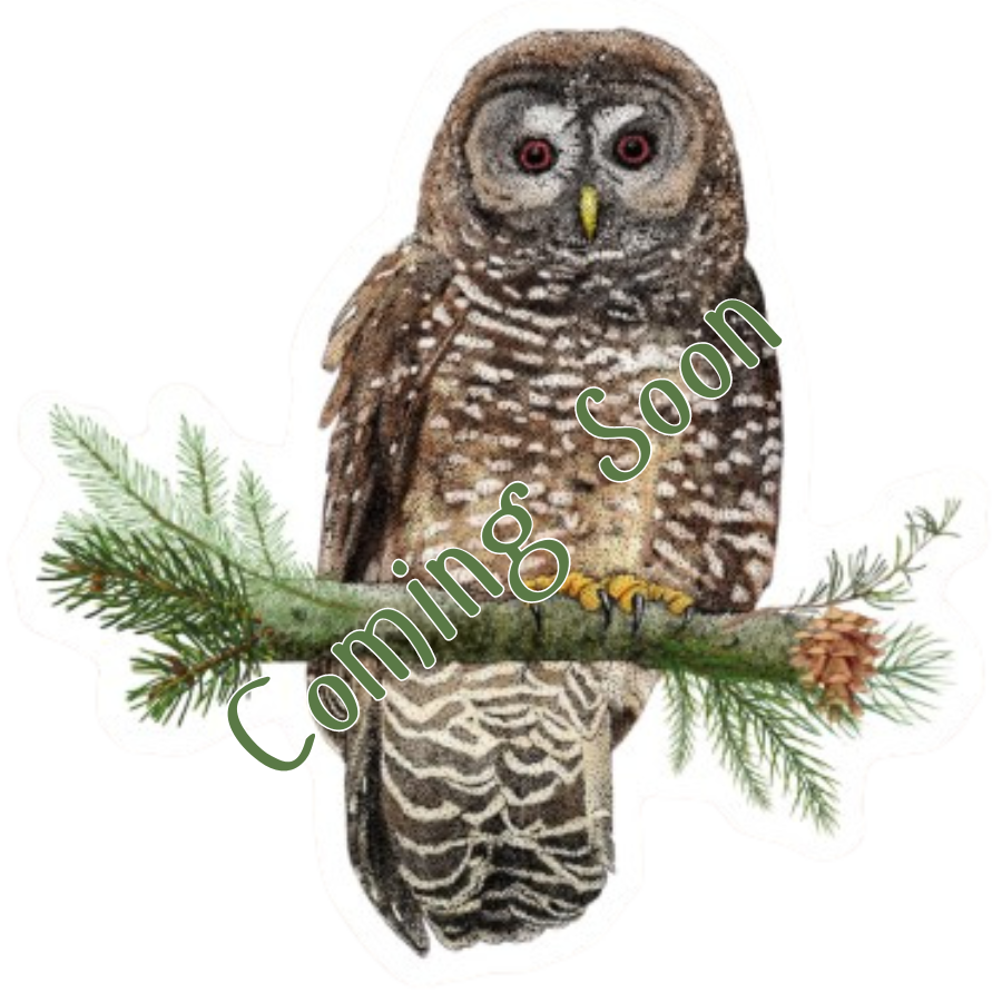 Spotted Owl Sticker