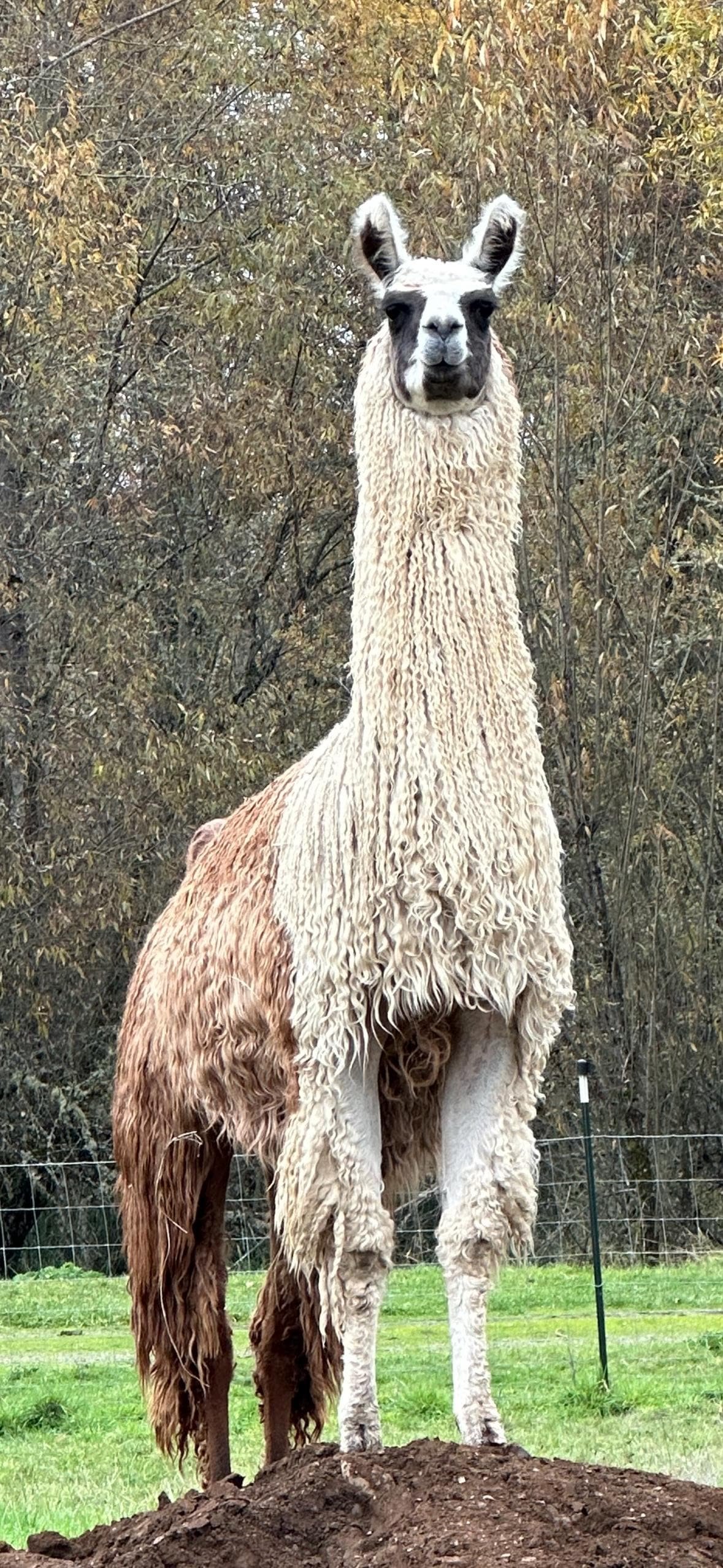 Llama Fiber in Bulk || 5lb & 10lb Pre-Boxed