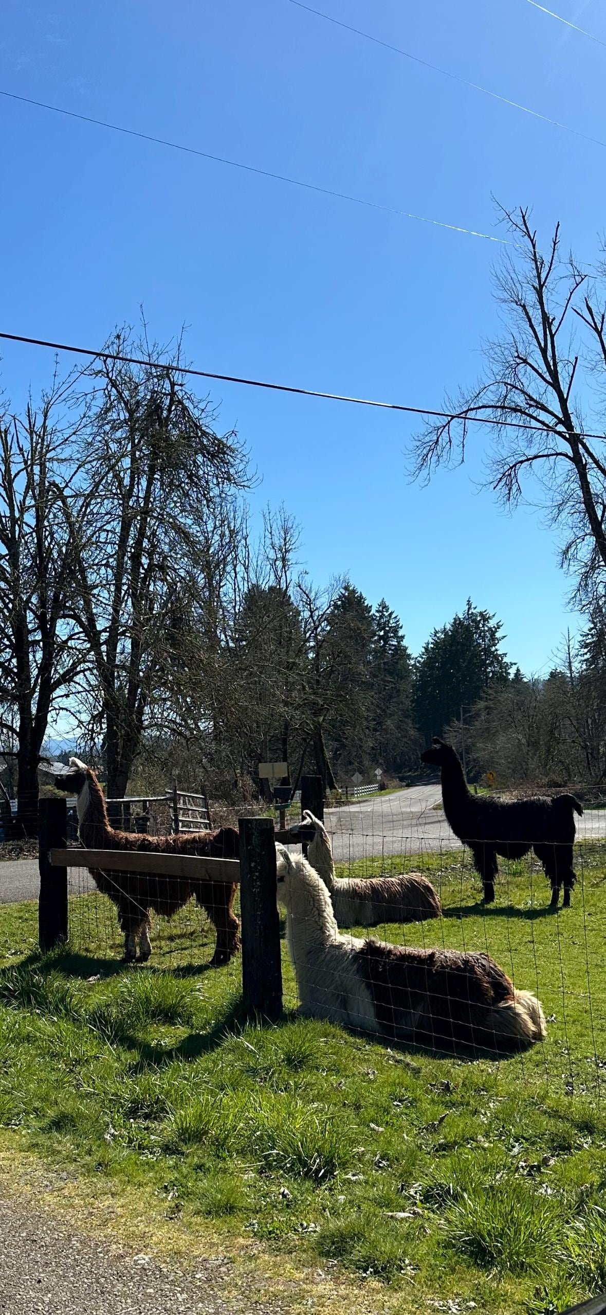 Llama Fiber by the pound