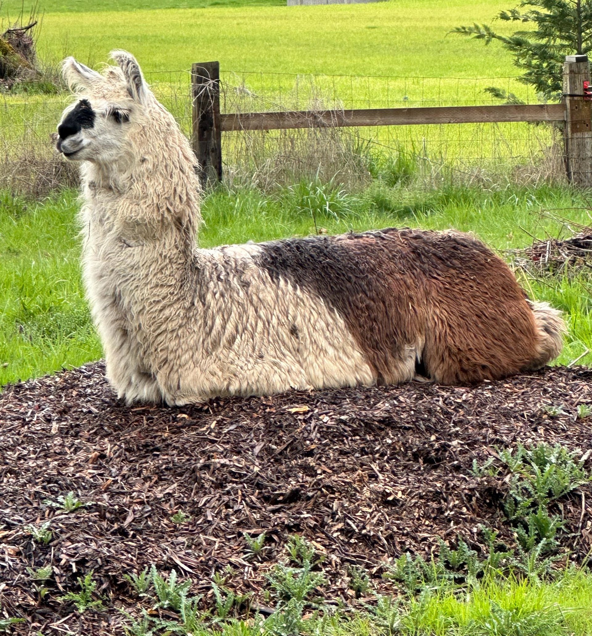Llama Fiber in Bulk || 5lb & 10lb Pre-Boxed