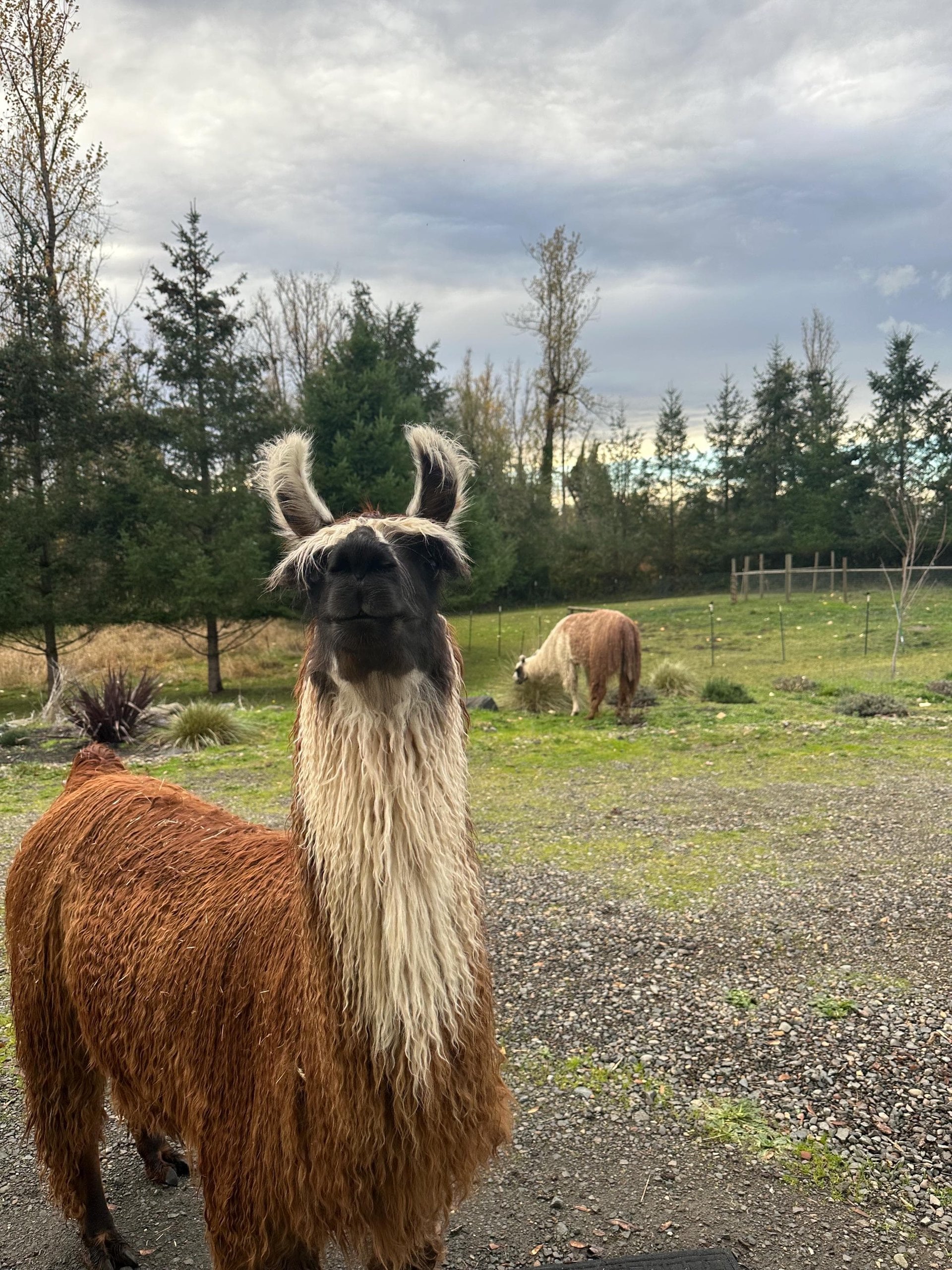 Llama Fiber in Bulk || 5lb & 10lb Pre-Boxed