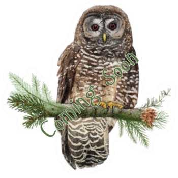 Spotted Owl Sticker 