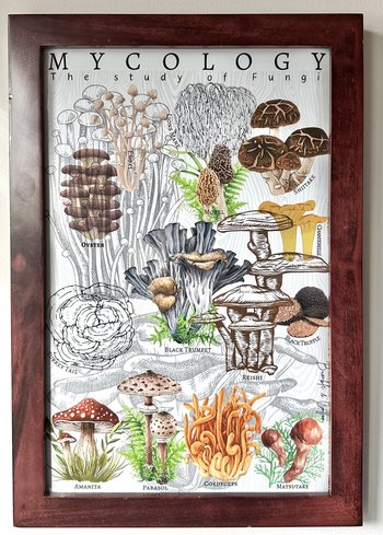Mycology Poster 11x17
