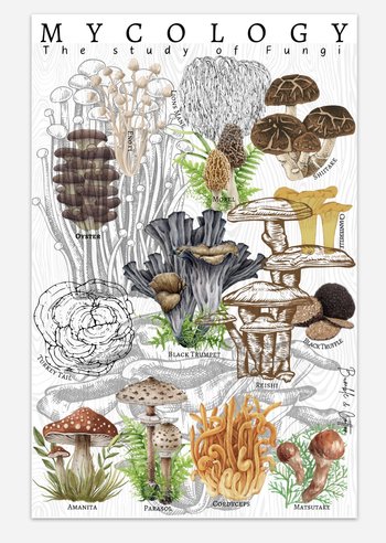 Mycology Poster 11x17